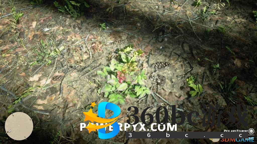 《荒野大镖客2》冬青浆果采集位置介绍