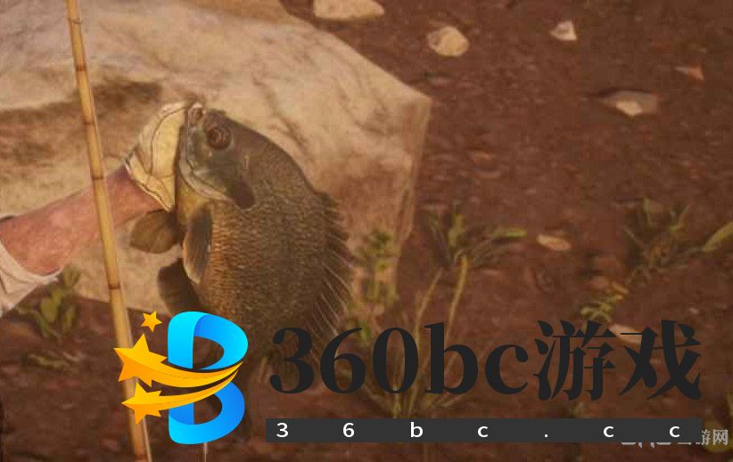 传说蓝鳃太阳鱼图片2